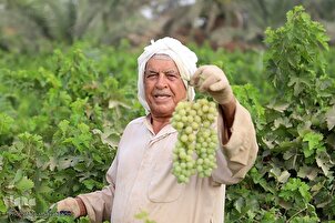 Grape Harvest in SW Iran