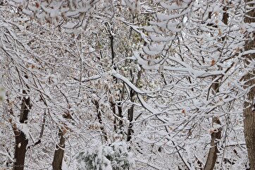 Iran’s Northwestern City Blanketed in White by Autumn Snow