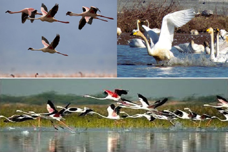 میزبانی تالاب بین المللی آذینی سیریک از۸ هزار پرنده مهاجر میزبانی تالاب بین المللی آذینی سیریک از۸ هزار پرنده مهاجر