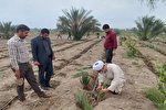 اجرای پروژه کشاورزی در موقوفه «حمزه نظامی شمیلی» بندرعباس