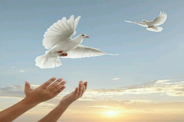 آزادی زندانیان جرایم غیر عمد آزادی زندانیان جرایم غیر عمد