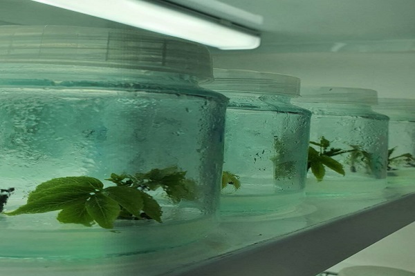 تکثیر ارقام مقاوم به کم‌آبی در مرکز کشت بافت جهاددانشگاهی تهران