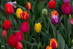 Festival Tulip Karaj ke-11